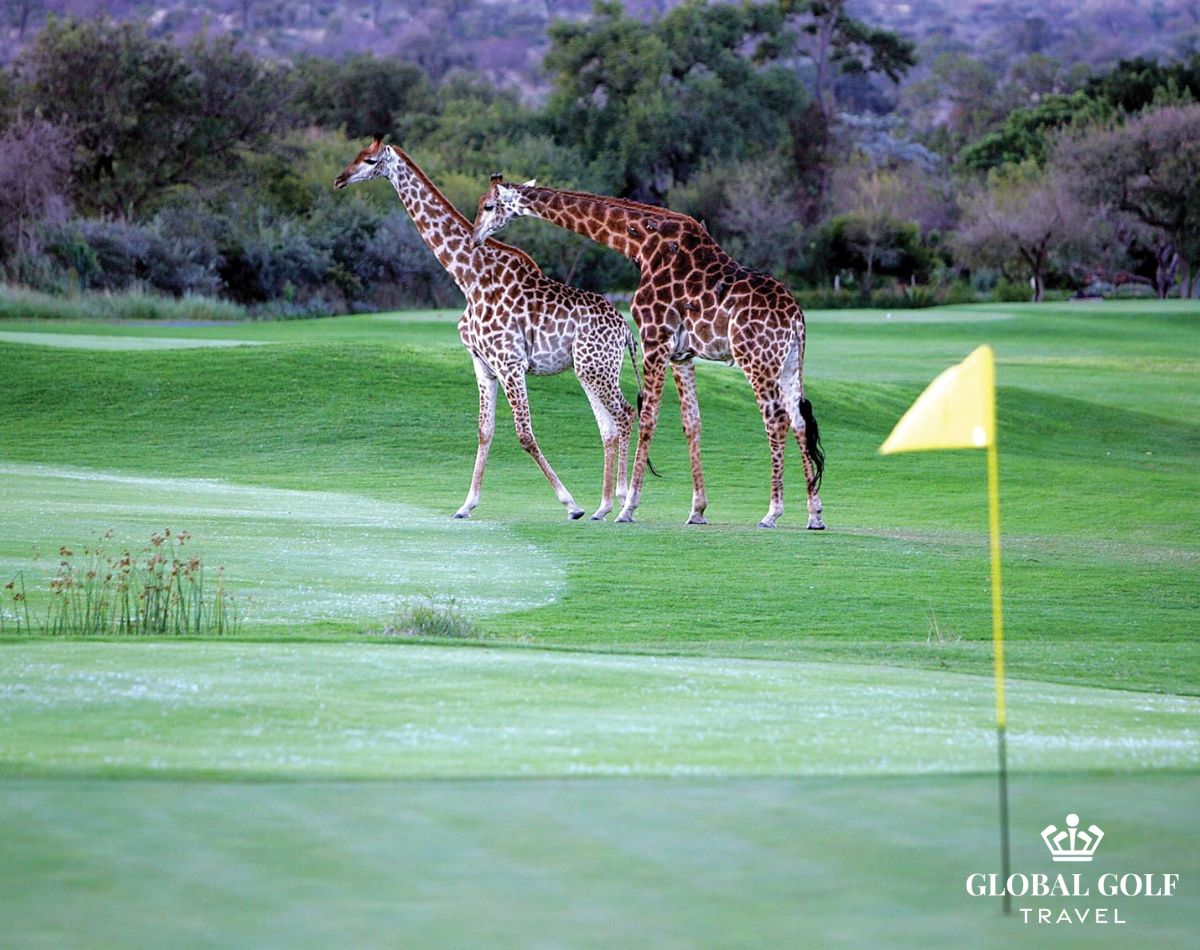 những lịch trình du lịch golf Nam Phi hấp dẫn nhất
