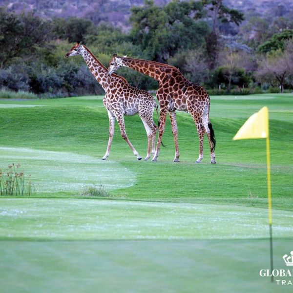 Đặt sân golf tại châu Phi - Gợi ý chọn sân golf đẳng cấp nhất