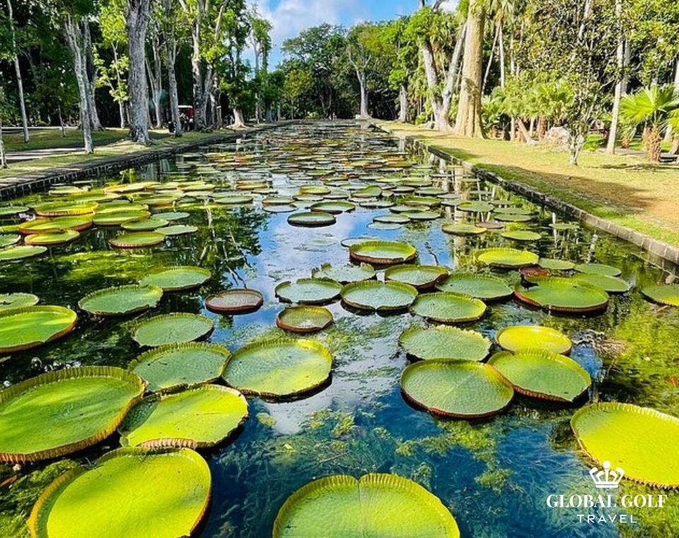Cẩm nang kinh nghiệm du lịch golf Mauritius dành cho golfer Việt